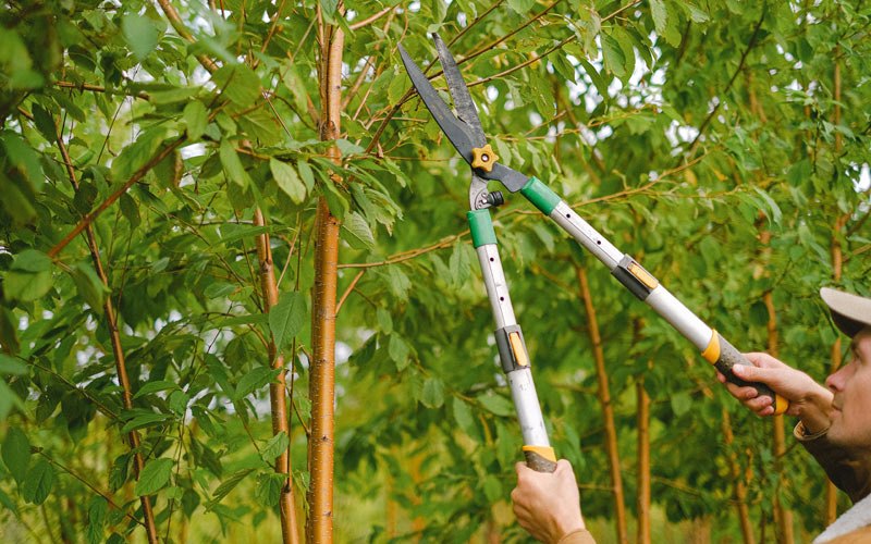 Tree trimming in Rice, WA